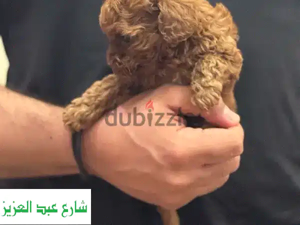 كلب ببّي بودل أحمر صغير للبيع - رفيقك الصغير ينتظرك!