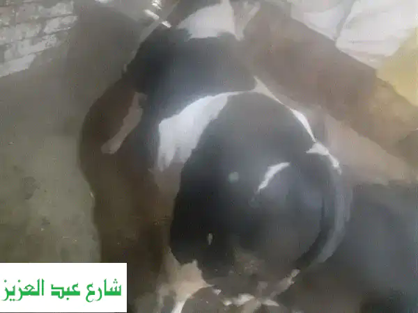 لحم عجل منوفى (قويسنا) - رقم ١ في مصر!  جودة فائقة وعمر...