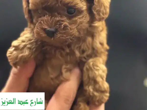 كلب ببّي بودل أحمر صغير للبيع - رفيقك الصغير ينتظرك!