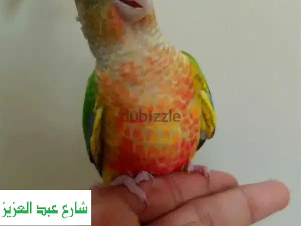 ببغاء أحمر (رد باروت) هادئ ومسالم - مثالي للأطفال!...
