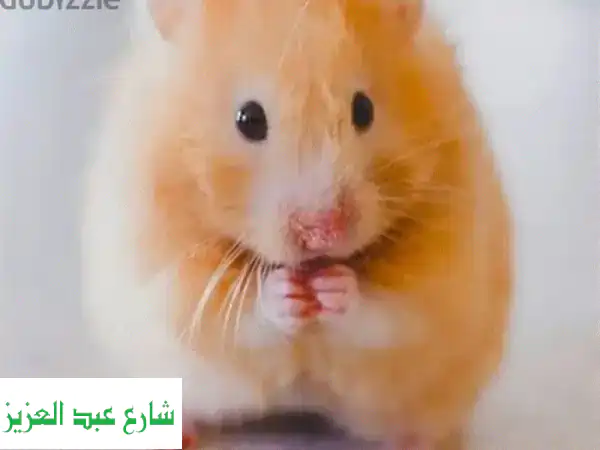 هامستر ذكر رقيق ينتظر بيتاً دافئاً - العاشر من رمضان