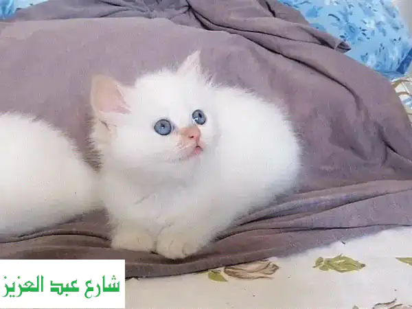 قطة هيمالايا أورانج جميلة - ٤٥ يومًا - عيون زرقاء!