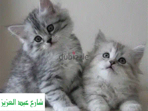 قطة هيمالايا أورانج جميلة - ٤٥ يومًا - عيون زرقاء!