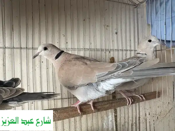 يمام امري ممتازة - حجم وصحة مثالية - فرصة ذهبية!