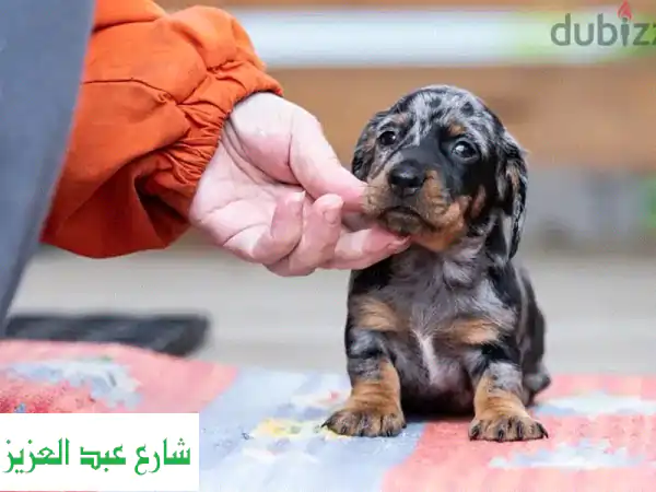 جلب جرو داشهوند أوروبي أصيل - أجود الكلاب من أفضل...