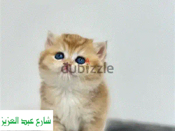 قط بريتيش شورت هير ذكر - نسل أصيل NY12 - فرصة مميزة!
