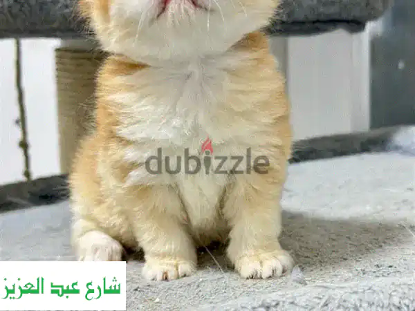 قط بريتيش شورت هير ذكر - نسل أصيل NY12 - فرصة مميزة!