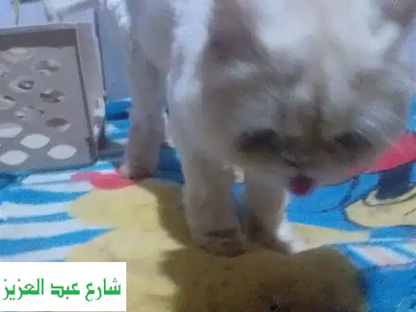 بيتنا بيت أليفك: رعاية فاخرة لكلابك وقططك 24/7