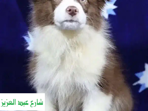 كلبة border collie صغيرة من روسيا - رفيقة مثالية لعائلتك!