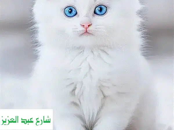 قط شيراز أبيض ناصع، عمر شهرين، مدرب ودود!  🏡