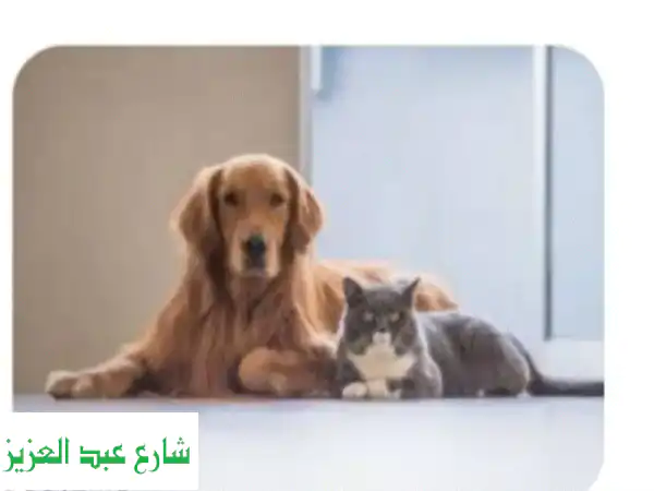 استضافة فندقية فاخرة لحيواناتك الأليفة: رعاية...