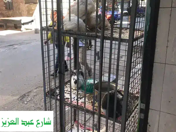 فرصة ذهبية! محل دواجن مجهز بالكامل للبيع - كسر زيرو (باستثناء الفريزر)