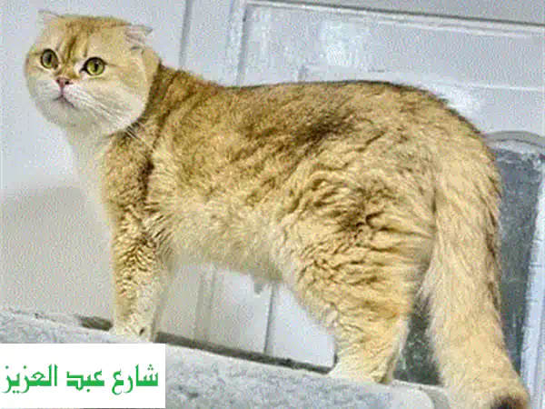 قط اسكوتش فولد ذهبي فاخر للتزاوج - NY12 مسجل!