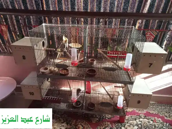 سلاكة أربع أقفاص فاخرة مع جميع المشتملات -  لحيواناتك الأليفة!