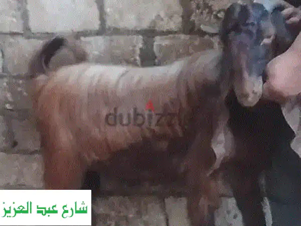 جدي قبرصي أصيل - قوي وصحّي - فرصة ذهبية!