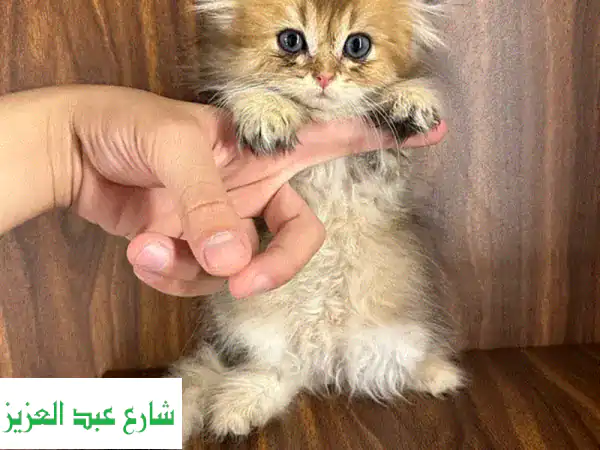 قطة اسكتلندية مطوية فرو طويل - أنثى جميلة للبيع!