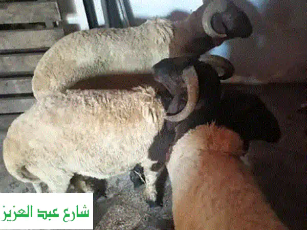 جدي قبرصي أصيل - قوي وصحّي - فرصة ذهبية!