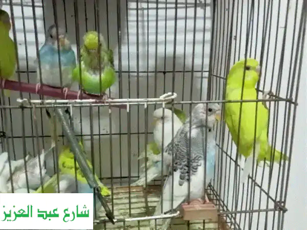 عصافير جميلة بحاجة لمنزل دافئ! (19 فرد بسعر مميز)