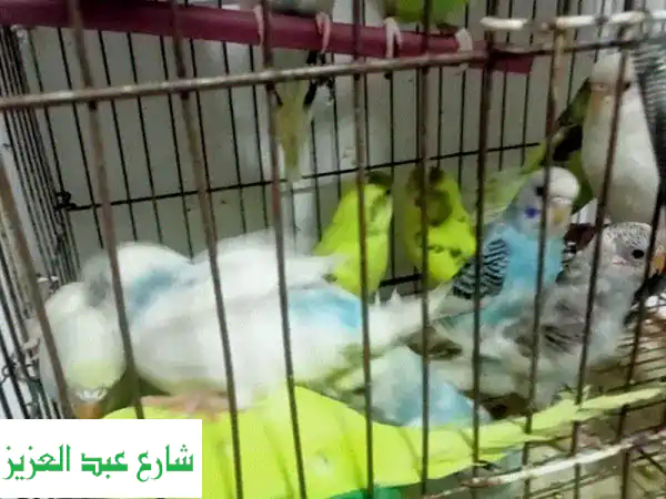 عصافير جميلة بحاجة لمنزل دافئ! (19 فرد بسعر مميز)