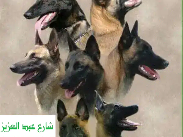 تدريب كلاب احترافي: أطلق العنان لقدرات كلبك معنا!