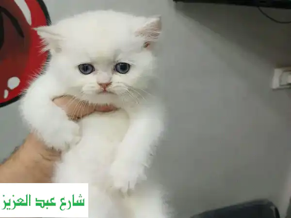 قطة بريتانية ذهبية جميلة - فرصة مميزة!