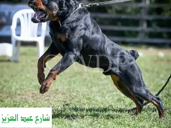 تدريب كلاب محترف: حلول ذكية لسلوكيات كلابك - نأتيك...