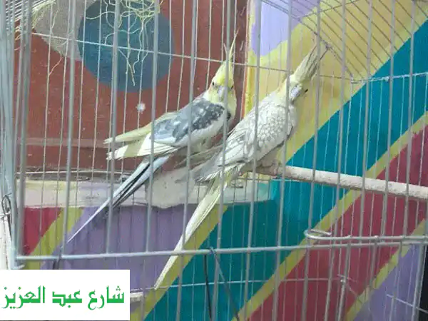قص كوكتيل شغال