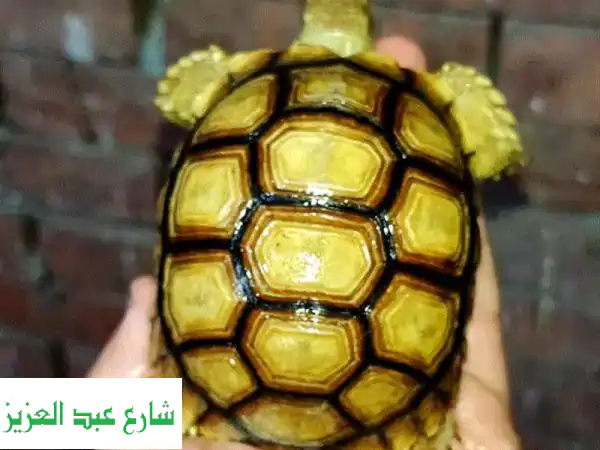 سلاحف سولكاتا صغيرة - 11 سم - رفقاء رائعين ينتظرونك!
