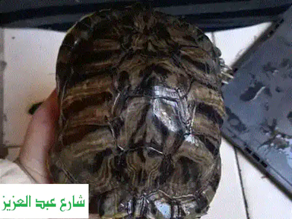 سلاحف سولكاتا صغيرة - 11 سم - رفقاء رائعين ينتظرونك!
