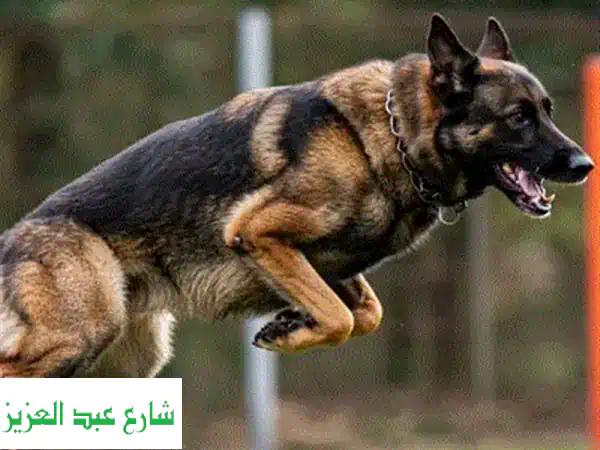 دليل تدريب الكلاب الشامل: درب كلبك بكل سهولة واحترف!