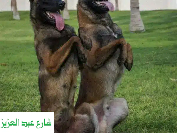 دليل تدريب الكلاب الشامل: درب كلبك بكل سهولة واحترف!