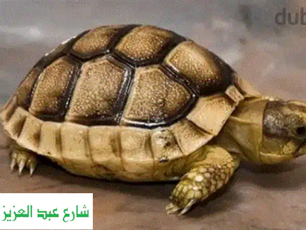 سلحفاة صغيرة رقيقة، رفيق مثالي لعائلتك!