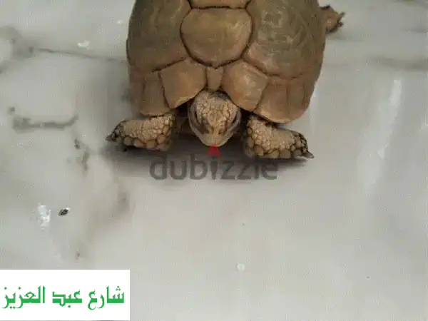 سلحفاة صغيرة رقيقة، رفيق مثالي لعائلتك!