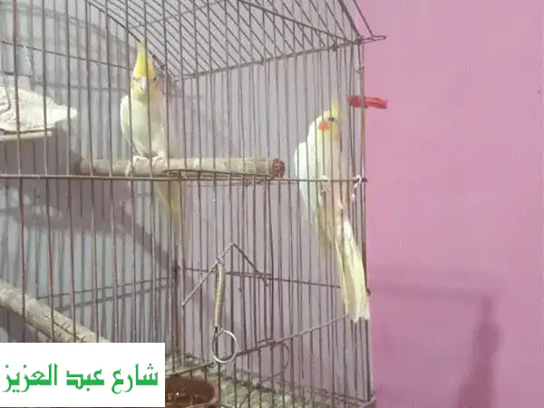 كوكتيلات لاتينية أصيلة: طعمٌ لا يُنسى، تجربةٌ فريدة!
