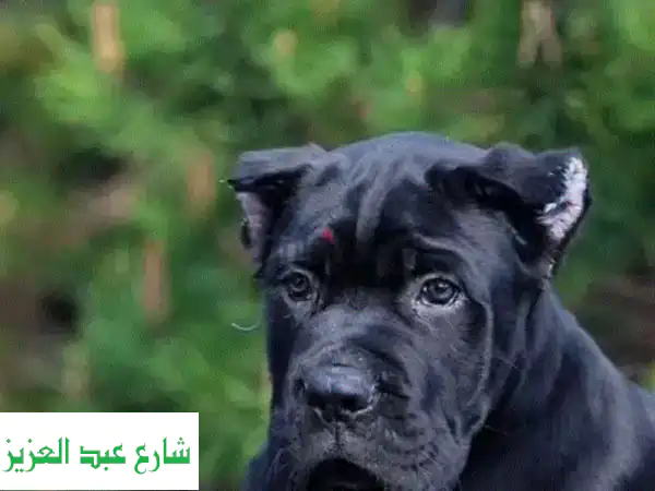 جرو كلاب كاني كورسو سوداء ذكور - حجم كبير - من روسيا