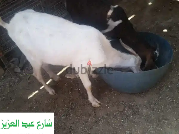 جدي فرنسي أصيل للبيع - رفيقك الجديد الوفي!