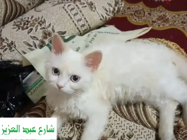 كوم حمادة: قطط رومي هادئة وصحية للبيع -  أحصل على رفيقك المخلص!