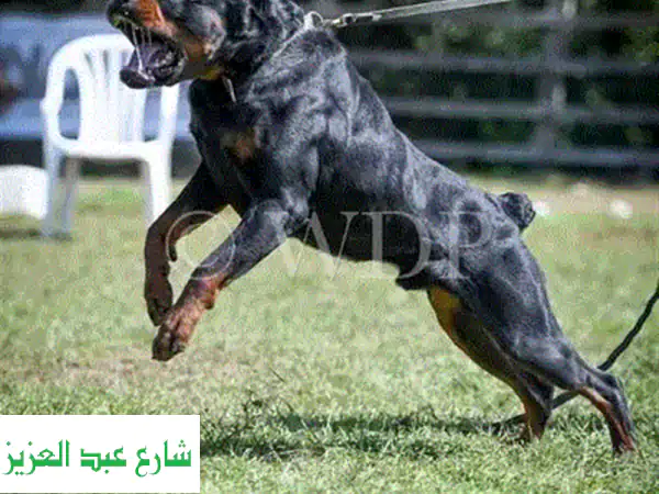 تدريب كلاب بورسعيد: درب كلبك وأحكم بنفسك! - أفضل مدربين في المدينة
