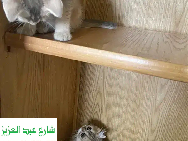 قطط سكوتش فولد رائعة للبيع - أذنان مطوية وقلب كبير!