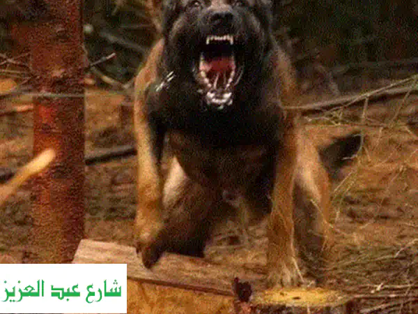 تدريب كلاب بورسعيد: درب كلبك بنفسك واحكم!  (خدمات متميزة)