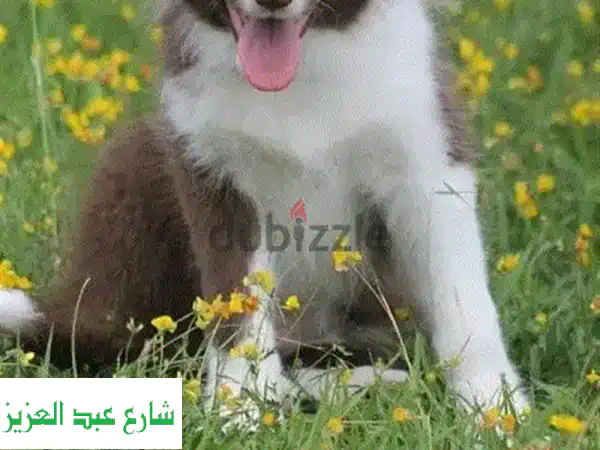 جرو بوردر كولي ذكر من روسيا - سلالة نقية وصحية!