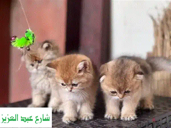 قط اسكتش ستريت أصيل - فرصة ذهبية لاقتناء رفيق مخملي!