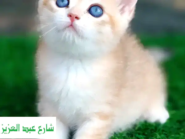 قط اسكتش ستريت أصيل - فرصة ذهبية لاقتناء رفيق مخملي!