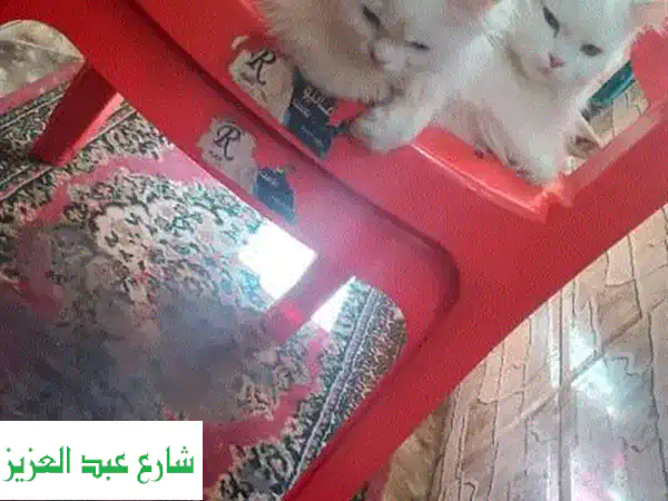 استضافة قطط وكلاب في أجواء صيفية رائعة! ☀️  عروض مميزة على الإقامة والجرومنج