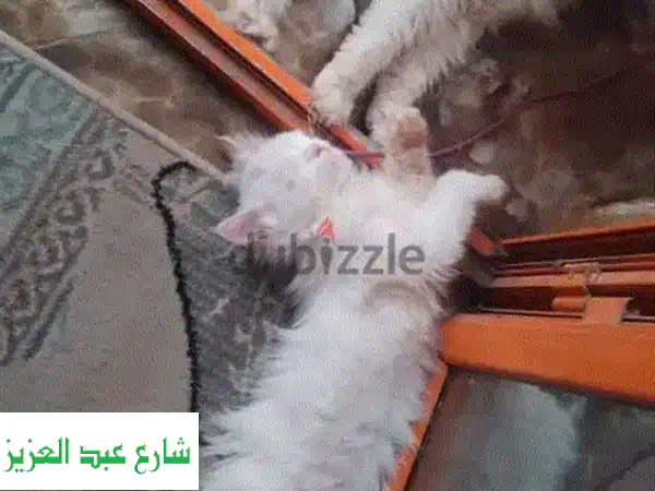 استضافة قطط وكلاب في أجواء صيفية رائعة! ☀️  عروض...