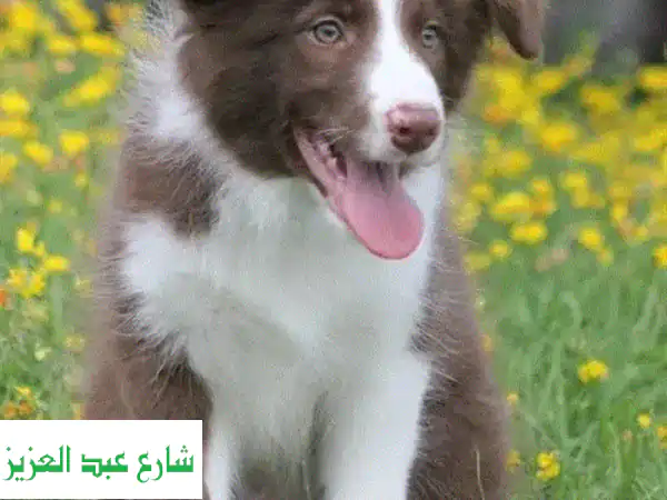 جرو بوردر كولي ذكر من روسيا - سلالة نقية وصحية!