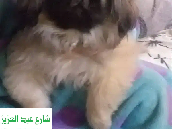 استضافة منزلية فاخرة لحيواناتك الأليفة في القاهرة - بيتهم الثاني!