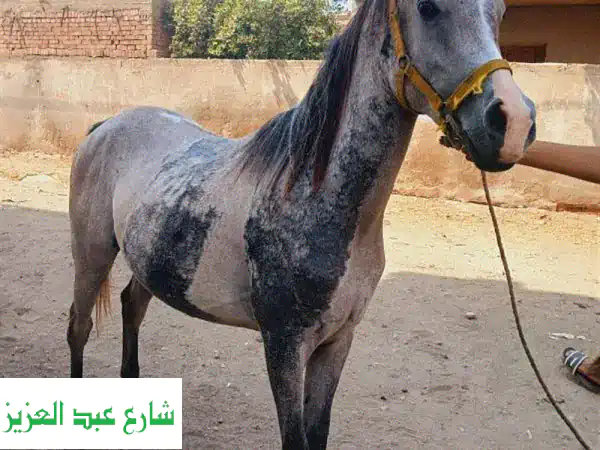 حصان عربي أصيل للبيع - جواد فريد بجمالٍ آسِر