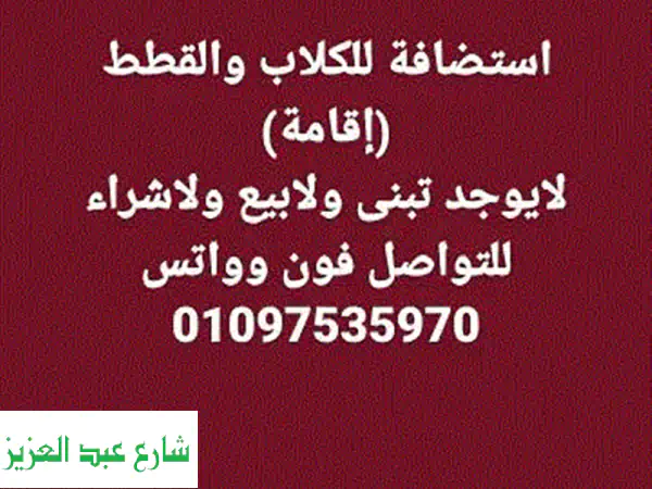 أفضل رعاية لحيوانك الأليف | إقامة فاخرة للقطط والكلاب