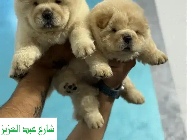 شواوا صغيرون فُرِحون وبصحة ممتازة -  لأصحاب الذوق الرفيع!